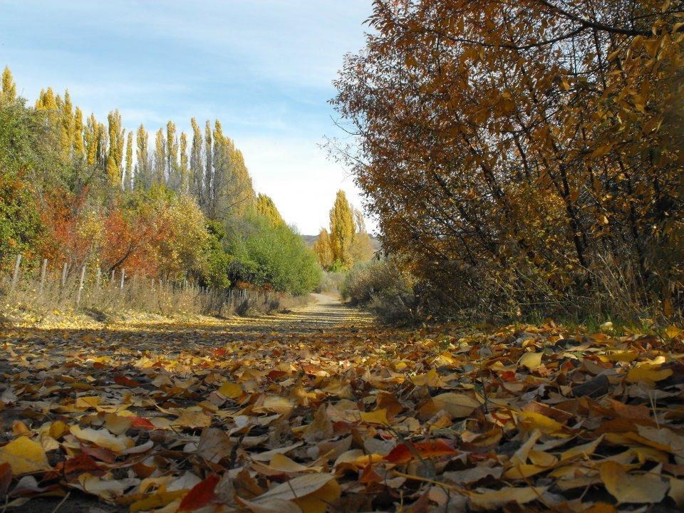 Posada De Campo La Calma Aluminé Eksteriør billede